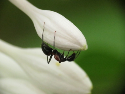 f:id:noronoyama:20130713095217j:image