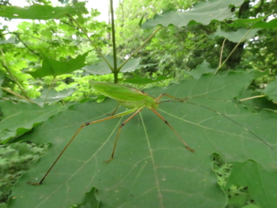 f:id:noronoyama:20130713124217j:image