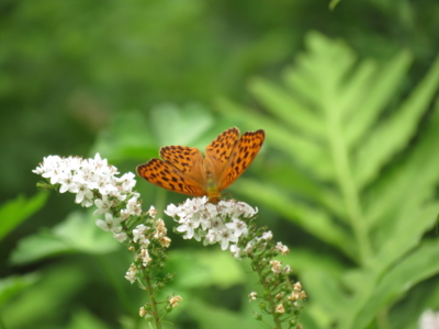 f:id:noronoyama:20130713125338j:image