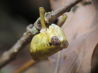 f:id:noronoyama:20131228125201j:image