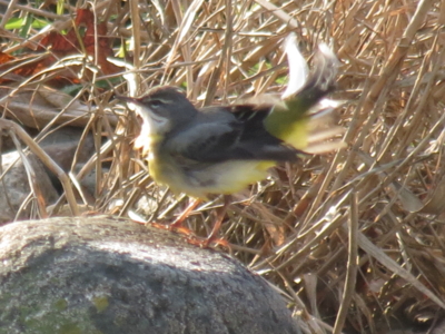 f:id:noronoyama:20131230090122j:image