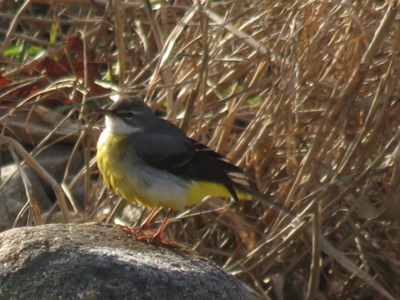 f:id:noronoyama:20131230090146j:image