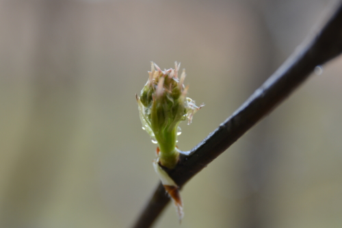 f:id:noronoyama:20150307152409j:image