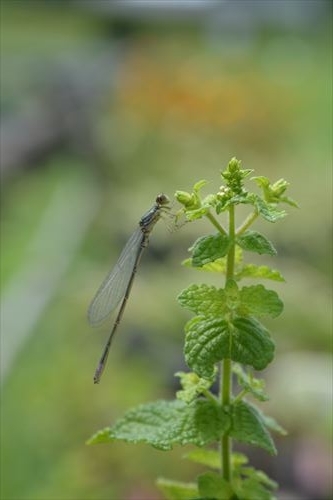 f:id:noronoyama:20170730142540j:plain f:id:noronoyama:20170730142540j:plain