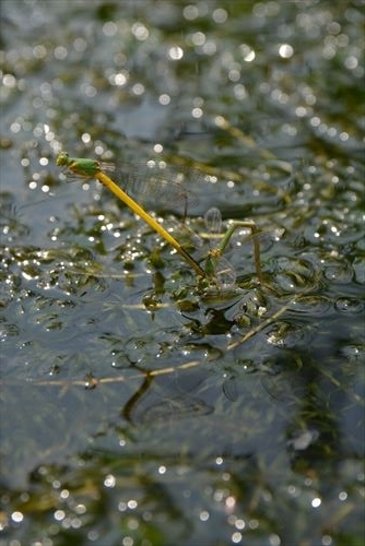 f:id:noronoyama:20170810100702j:plain f:id:noronoyama:20170810100702j:plain