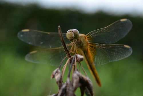 f:id:noronoyama:20170810101247j:plain f:id:noronoyama:20170810101247j:plain