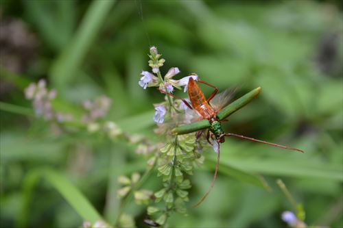アオカミキリ:20170810104052:私市植物園