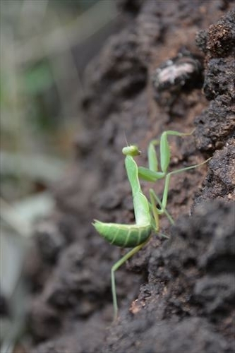 かっこいい のろやま
