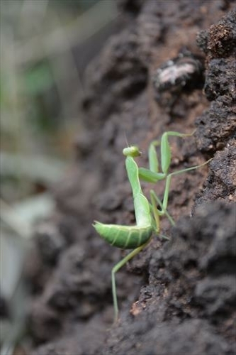 ハラビロカマキリの幼虫:20170810104632:私市植物園