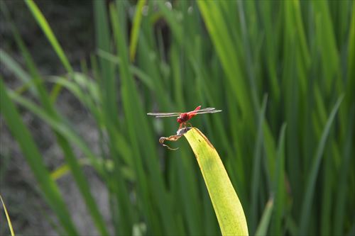 f:id:noronoyama:20170817161212j:plain f:id:noronoyama:20170817161212j:plain