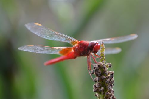 f:id:noronoyama:20170817161342j:plain f:id:noronoyama:20170817161342j:plain