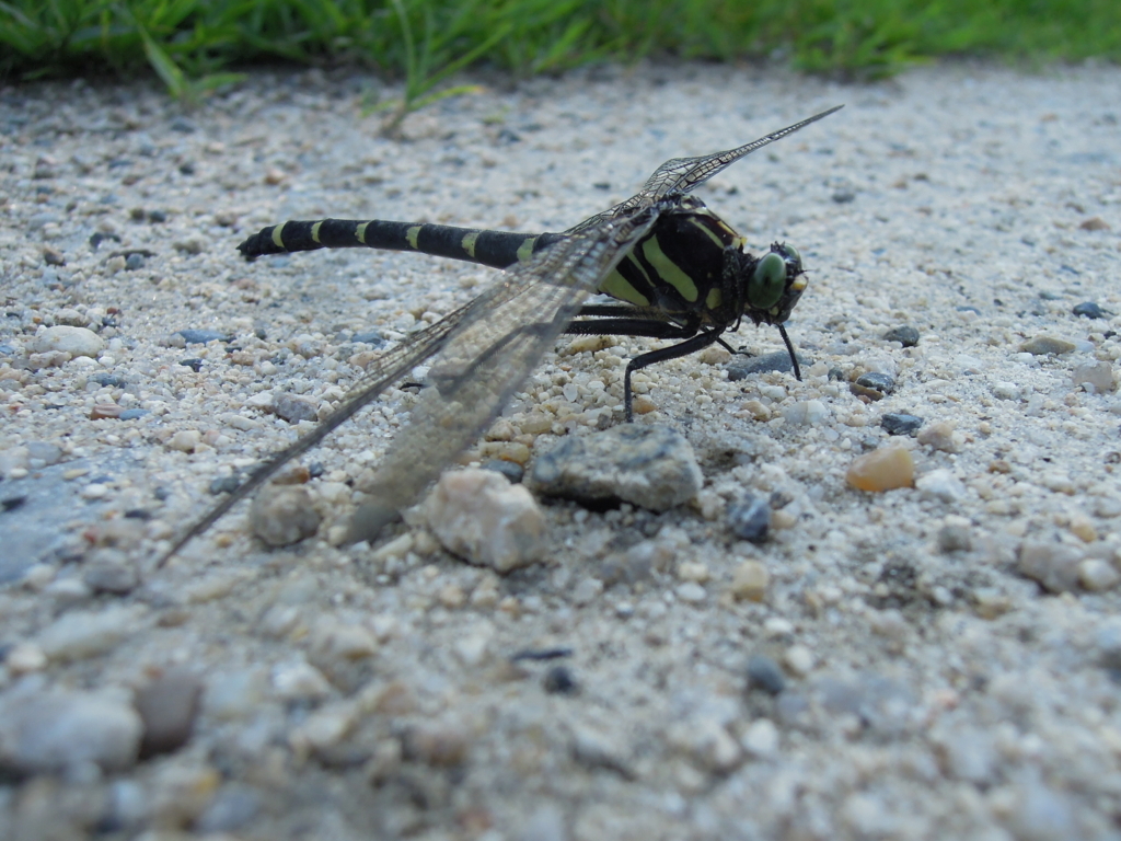 f:id:noronoyama:20170818042928j:plain f:id:noronoyama:20170818042928j:plain