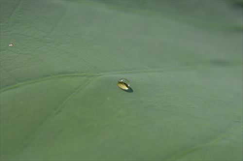 f:id:noronoyama:20170818104111j:plain f:id:noronoyama:20170818104111j:plain