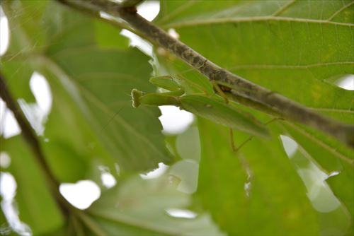 カマキリ:20170818105718:私市植物園