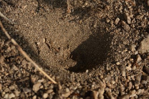 アリジゴク:20170819162746