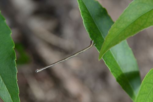 尺取り虫:20170819163045