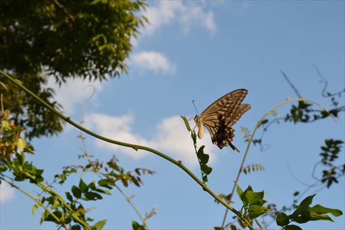 アゲハ:20170819163947:私市植物園