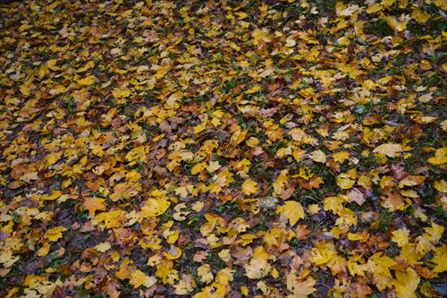 f:id:noronoyama:20171028133938j:plain