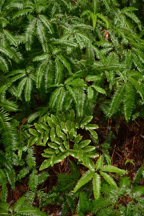 f:id:noronoyama:20171028134617j:plain