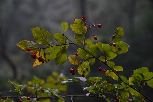 f:id:noronoyama:20171029090043j:plain