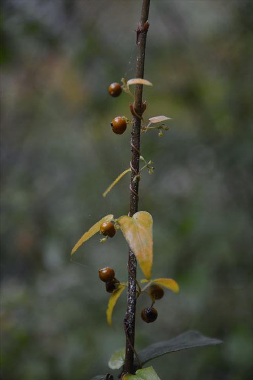 f:id:noronoyama:20171029090628j:plain