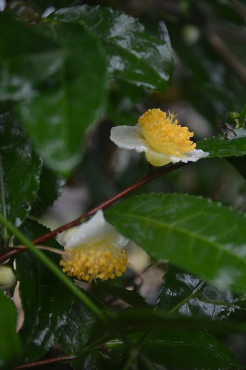 f:id:noronoyama:20171029105359j:plain