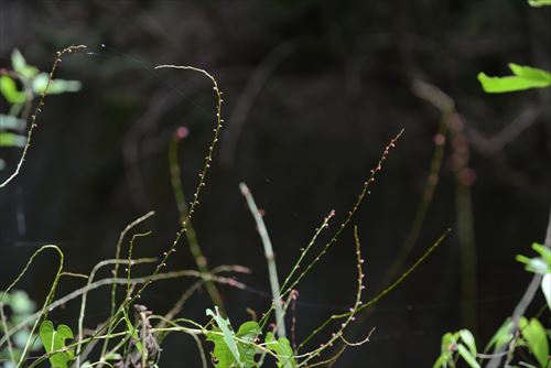 f:id:noronoyama:20180815140341j:plain f:id:noronoyama:20180815140341j:plain