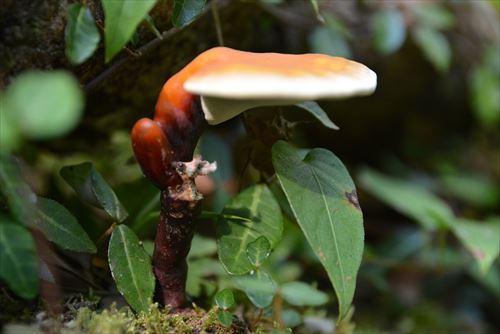 f:id:noronoyama:20180818082430j:plain f:id:noronoyama:20180818082430j:plain