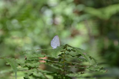 f:id:noronoyama:20180818102528j:plain f:id:noronoyama:20180818102528j:plain