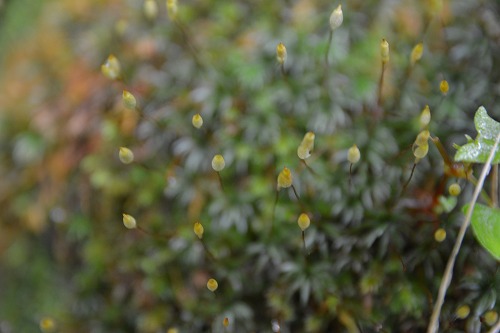 f:id:noronoyama:20180918231520j:plain