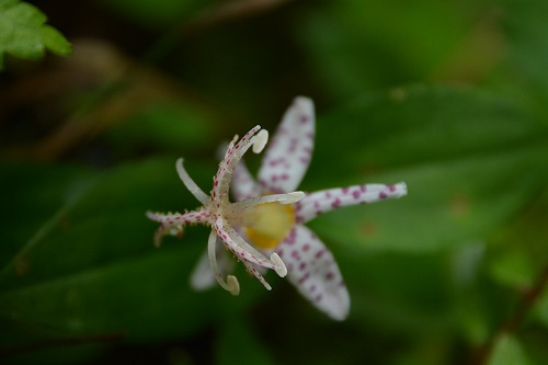 f:id:noronoyama:20180918232037j:plain