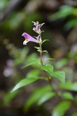 ミヤマママコナ