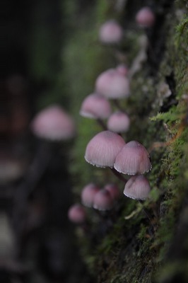 f:id:noronoyama:20180918235609j:plain