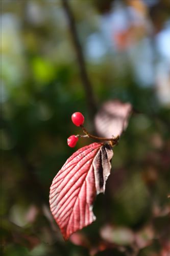 f:id:noronoyama:20191110112132j:plain f:id:noronoyama:20191110112132j:plain