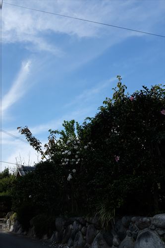 f:id:noronoyama:20191110135646j:plain