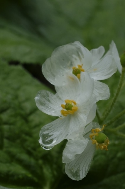 サンカヨウとは 動植物の人気 最新記事を集めました はてな サンカヨウとは 動植物の人気 最新記事を集めました はてな