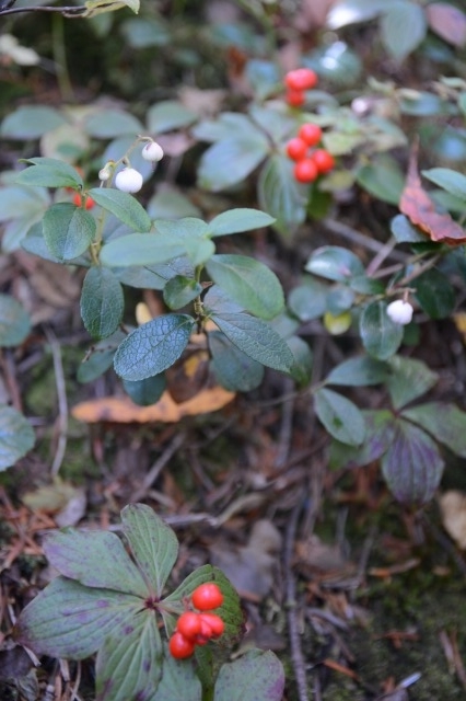 ゴゼンタチバナとは 動植物の人気 最新記事を集めました はてな ゴゼンタチバナとは 動植物の人気 最新記事を集めました はてな