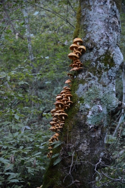 f:id:noronoyama:20211025062628j:plain