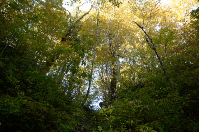 f:id:noronoyama:20211025062721j:plain