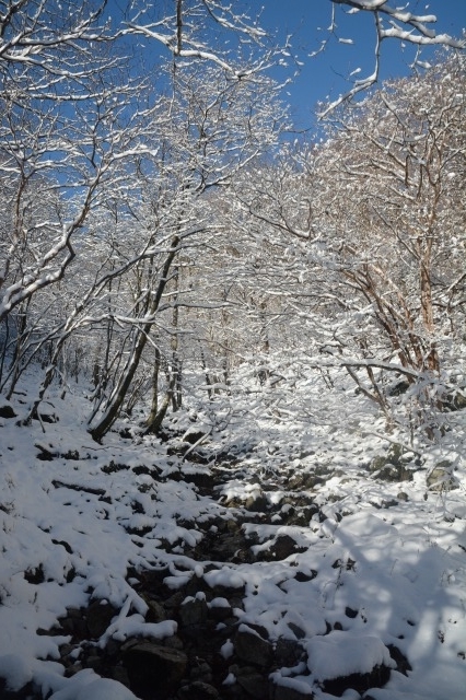 f:id:noronoyama:20211128202729j:plain