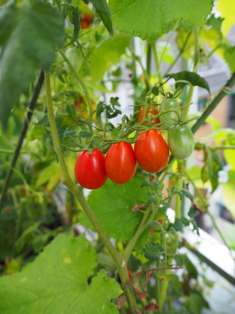 f:id:nortebell:20170830000700j:plain f:id:nortebell:20170830000700j:plain