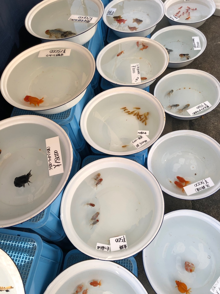 f:id:nortebell:20190519230618j:plain f:id:nortebell:20190519230618j:plain