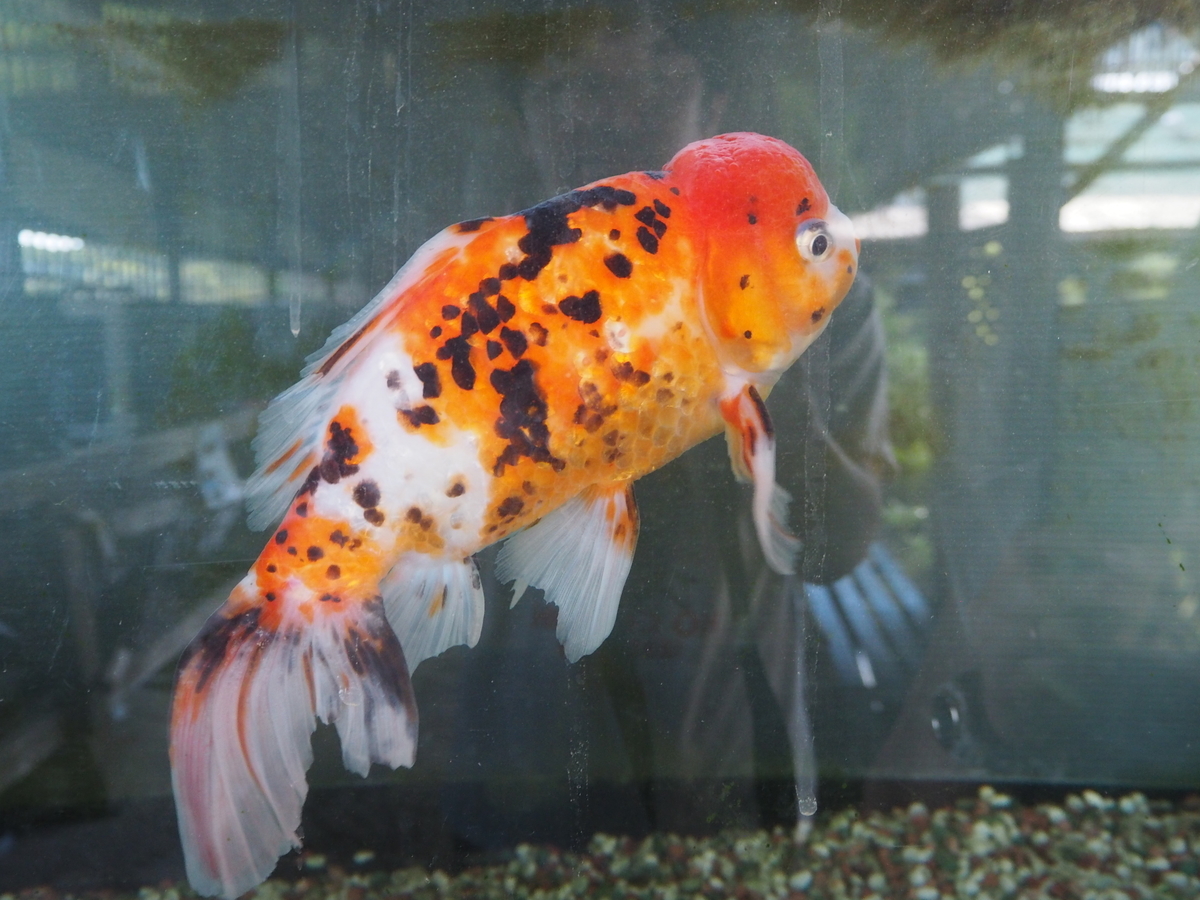 f:id:nortebell:20190519231003j:plain f:id:nortebell:20190519231003j:plain