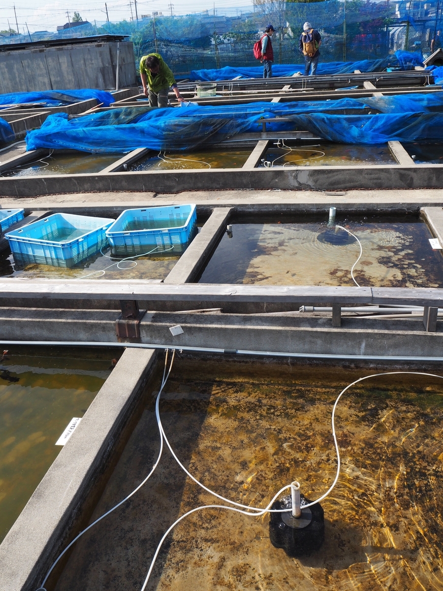 f:id:nortebell:20190519231526j:plain f:id:nortebell:20190519231526j:plain