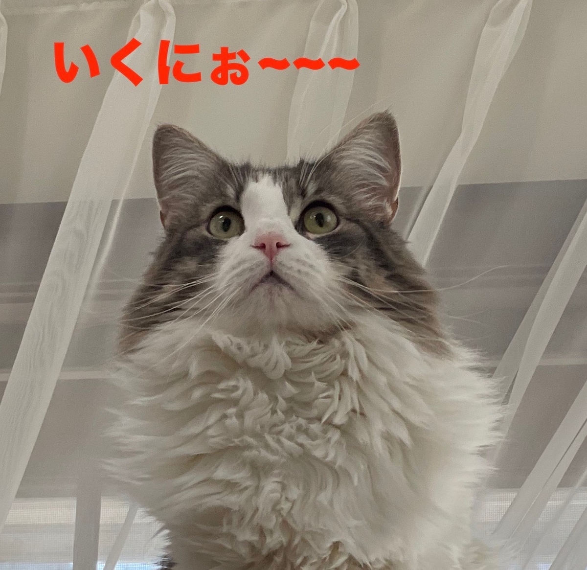 f:id:noru-minineko:20220315212243j:plain