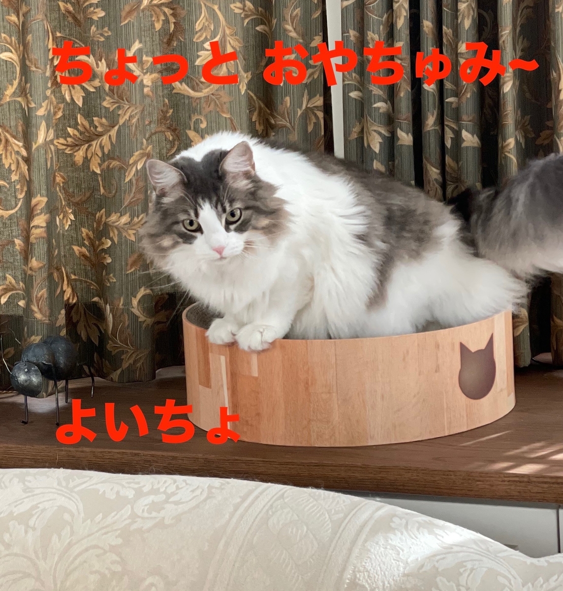 f:id:noru-minineko:20220319210306j:plain