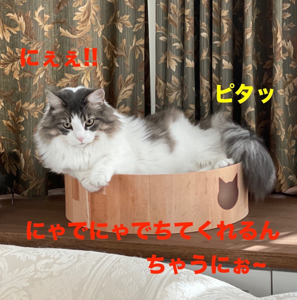 f:id:noru-minineko:20220319212802j:plain