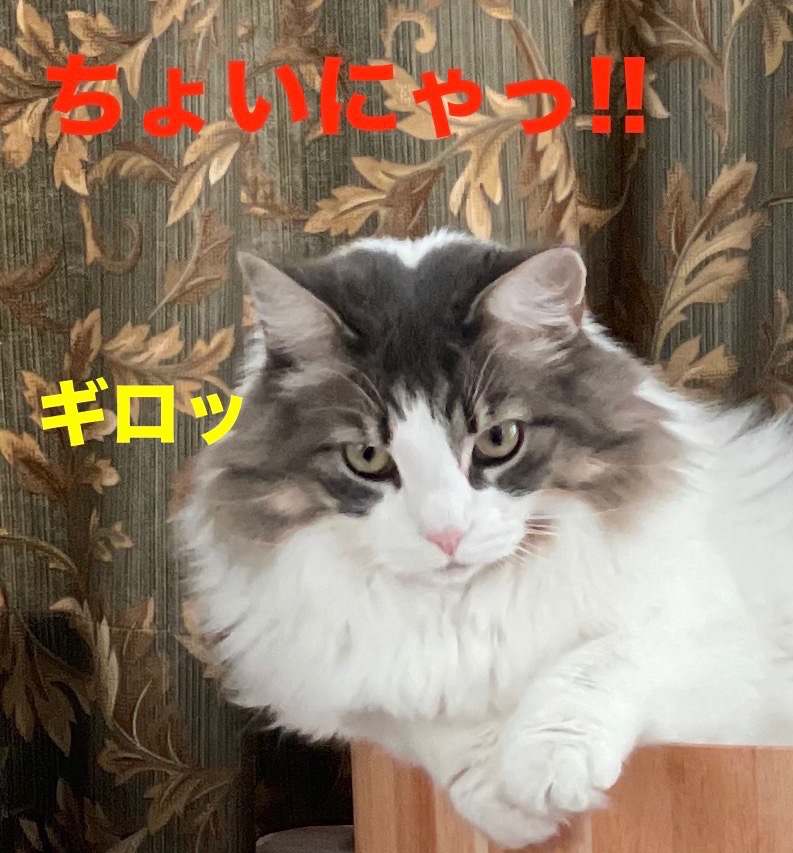 f:id:noru-minineko:20220319213652j:plain