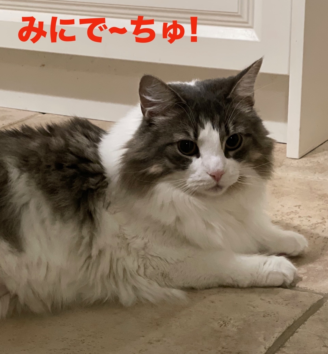 f:id:noru-minineko:20220320175853j:plain