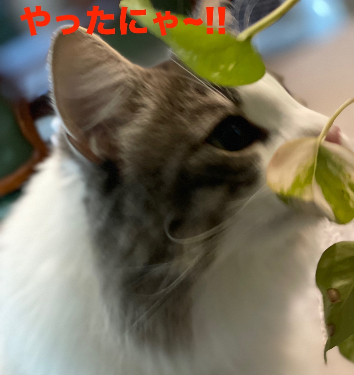 f:id:noru-minineko:20220320201852j:plain